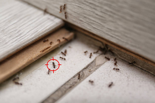 Best Flea Control Services  in Van Vleck, TX