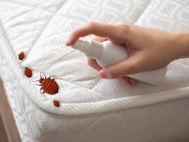 Best Ant Control Services  in Van Vleck, TX